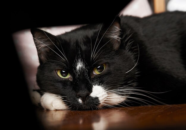 Entzückende schwarze Katze mit grünen Augen, die auf dem Bett sitzen