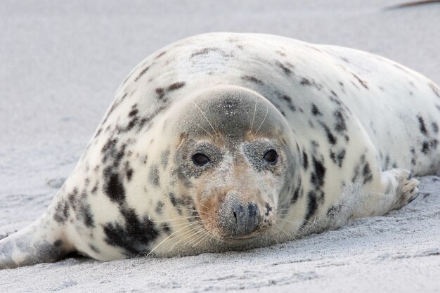 Entzückende Seehunde, die am Sandstrand liegen