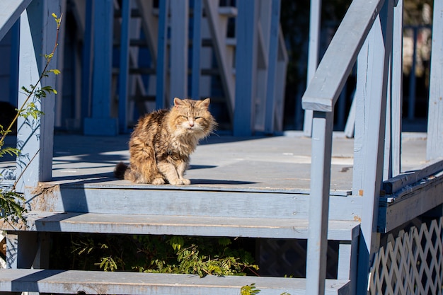 Entzückende und flauschige bunte Katze auf der Veranda