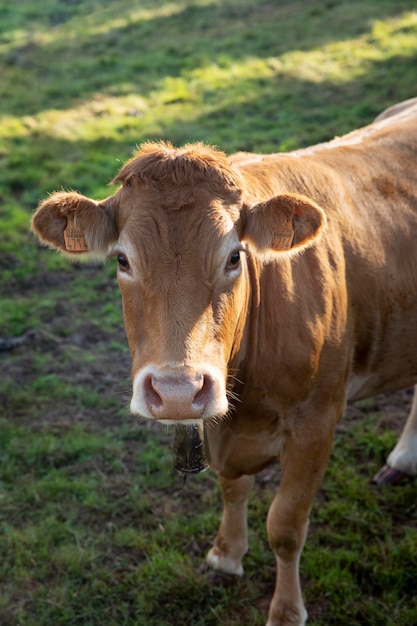 Entzückende Vorderansicht Kuh in der Natur