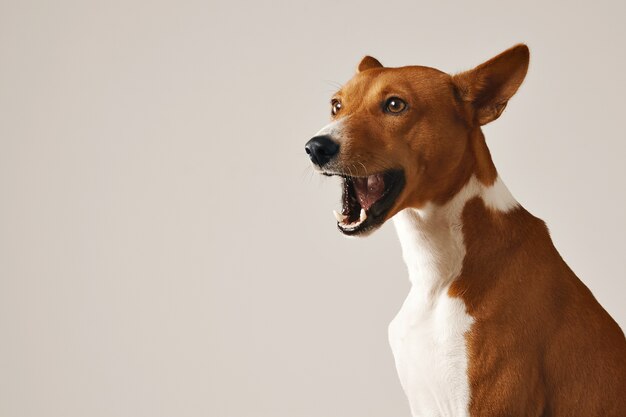 Entzückender Basenji-Hund, der gähnt oder isoliert auf Weiß spricht