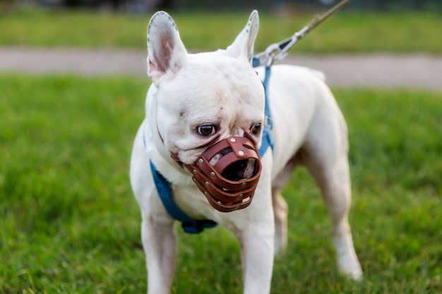 Entzückender beige Hund mit Maulkorb im Freien