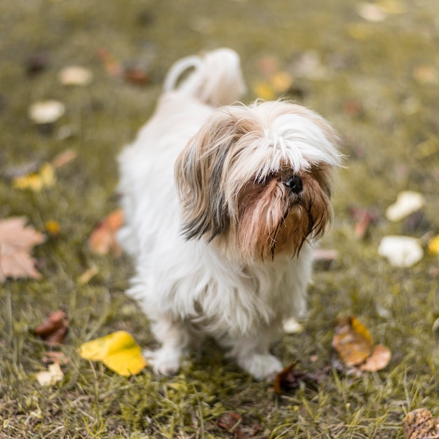 Entzückender Bichon im Freien