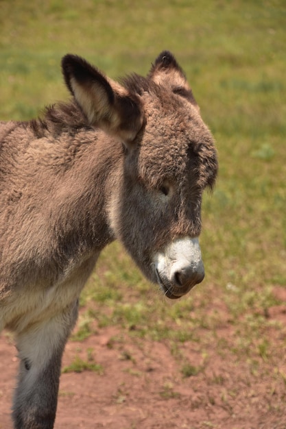 Entzückender brauner Baby Burro hautnah und persönlich