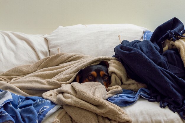 Entzückender brauner Hund bedeckt in mehreren Decken auf der Couch