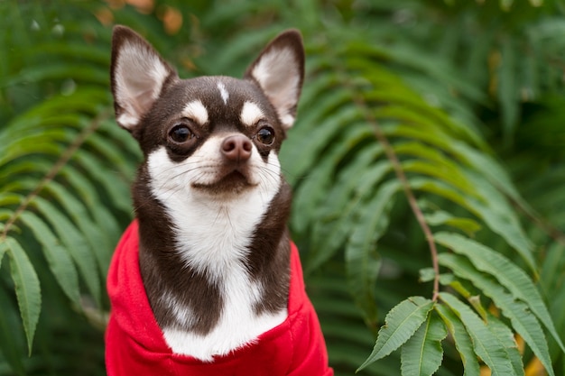 Entzückender Chihuahua-Hund draußen auf einem Spaziergang