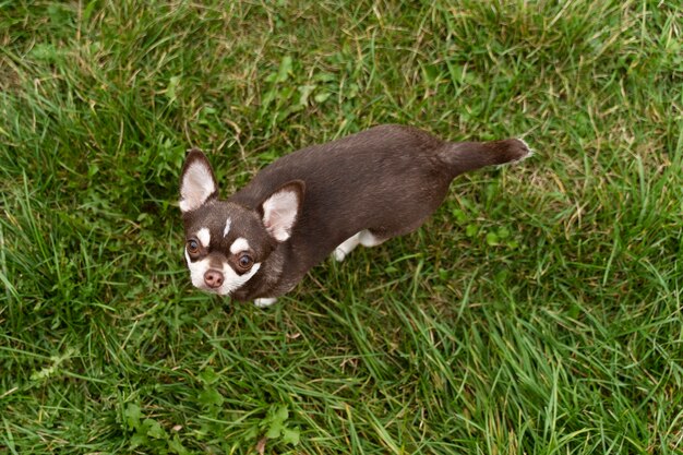 Entzückender Chihuahuahund draußen auf dem Gras