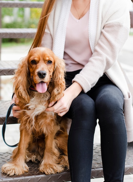 Kostenloses Foto entzückender cockerspaniel der nahaufnahme