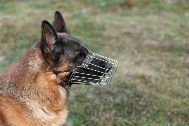 Entzückender deutscher Schäferhund mit Maulkorb im Freien