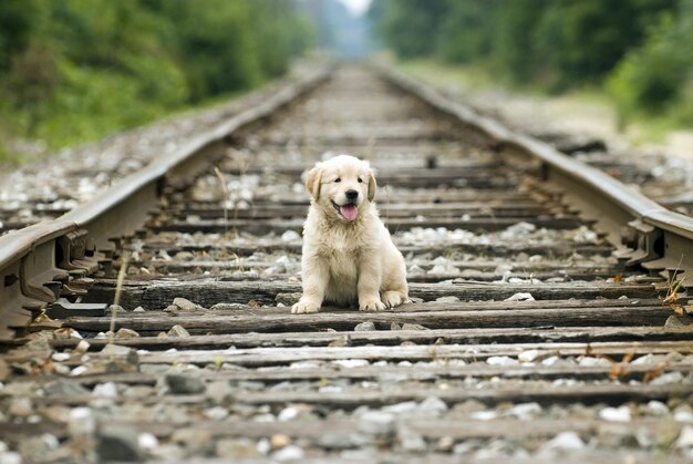 Entzückender einsamer Golden Retriever-Welpe, der auf Bahngleisen mit einem unscharfen Hintergrund sitzt