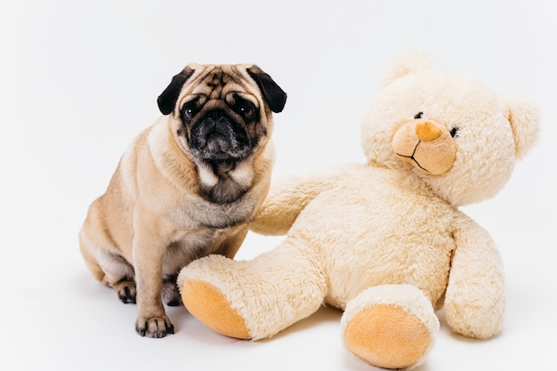 Entzückender erwachsener Mops und großes Teddybärplüschspielzeug