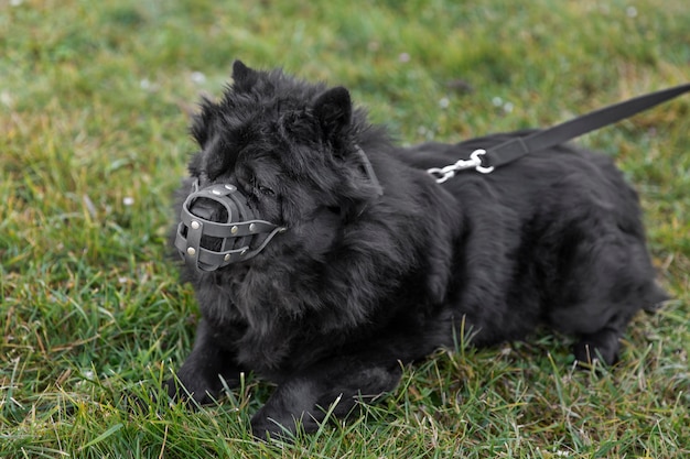 Kostenloses Foto entzückender flauschiger schwarzer hund mit maulkorb im freien