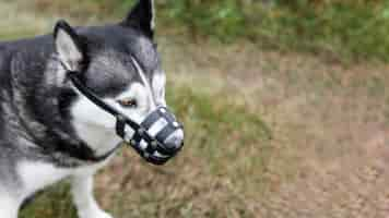 Kostenloses Foto entzückender heiserer hund mit maulkorb im freien