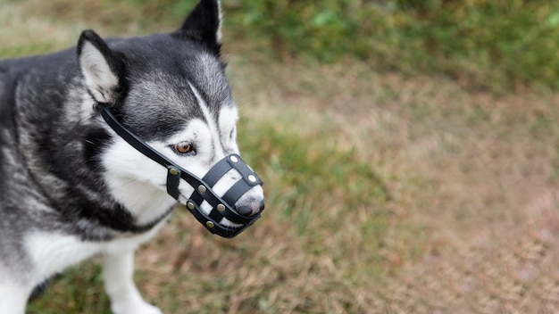 Entzückender heiserer Hund mit Maulkorb im Freien