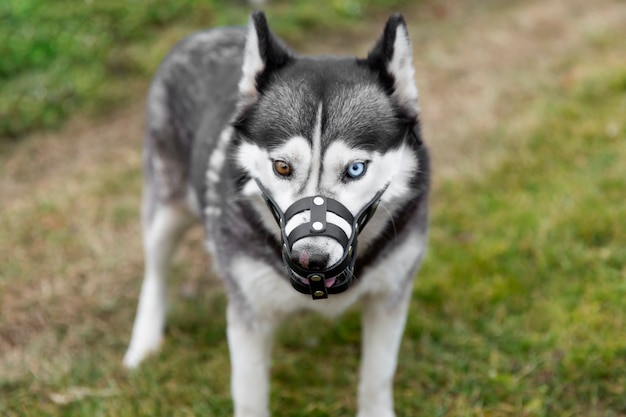 Kostenloses Foto entzückender heiserer hund mit maulkorb im freien