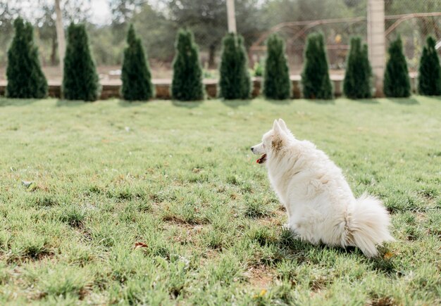 Entzückender Hund, der auf Besitzer wartet