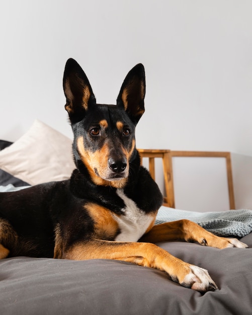 Entzückender Hund, der auf Bett sitzt