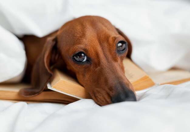 Entzückender Hund, der auf Bücher legt