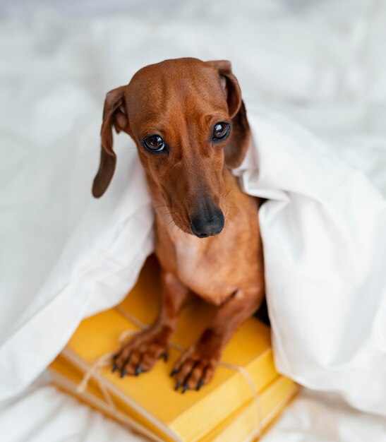 Entzückender Hund, der auf Büchern sitzt