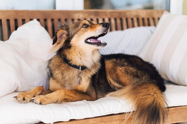 Entzückender Hund, der Besitzer sucht