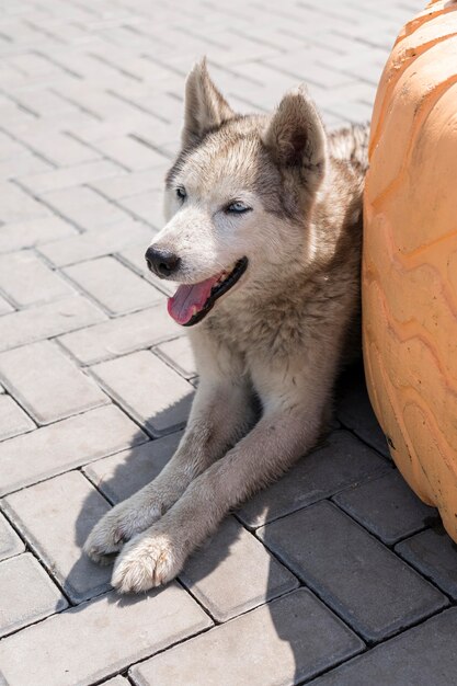 Entzückender Hund, der darauf wartet, von jemandem adoptiert zu werden
