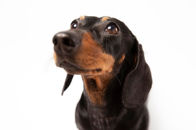 Entzückender Hund, der in einem Studio aufschaut