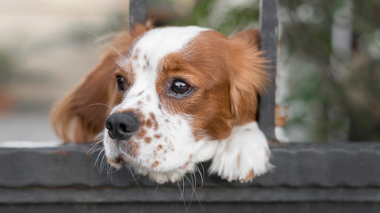 Kostenlose Foto entzückender hund, der kopf durch zaun draußen steckt