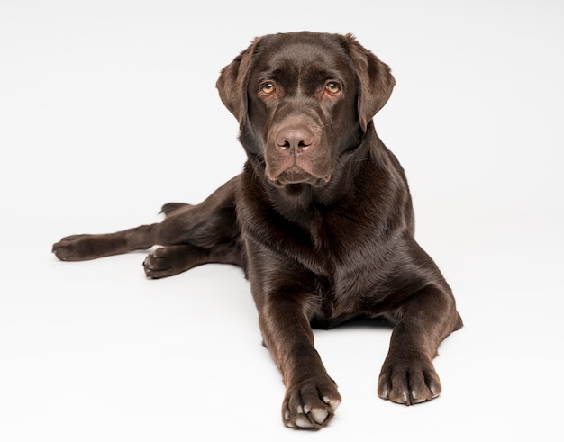 Entzückender Hund, der mit weißem Hintergrund aufwirft