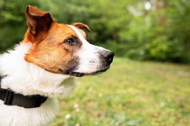 Kostenloses Foto entzückender hund der nahaufnahme, der spaziergang im park genießt