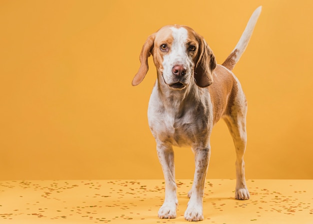 Entzückender Hund der Vorderansicht, der Fotografen betrachtet