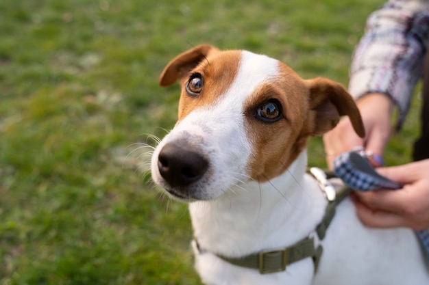 Entzückender Hund im Park in der Natur mit Besitzer