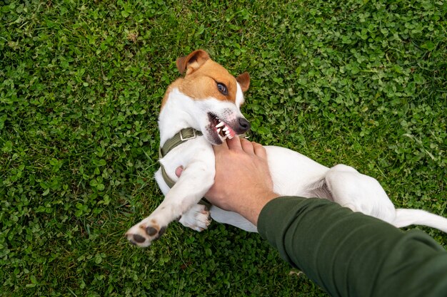 Kostenloses Foto entzückender hund im park in der natur mit besitzer