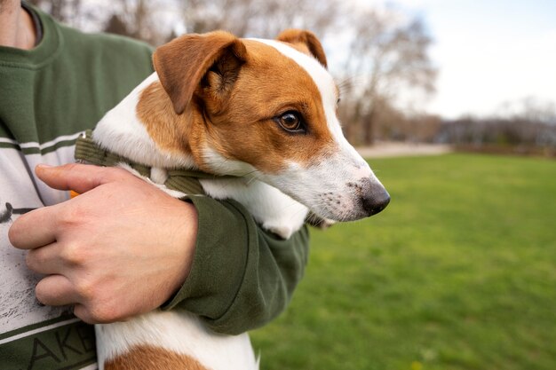 Entzückender Hund im Park in der Natur mit Besitzer