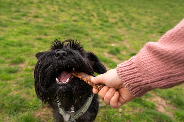 Kostenloses Foto entzückender hund im park in der natur mit besitzer