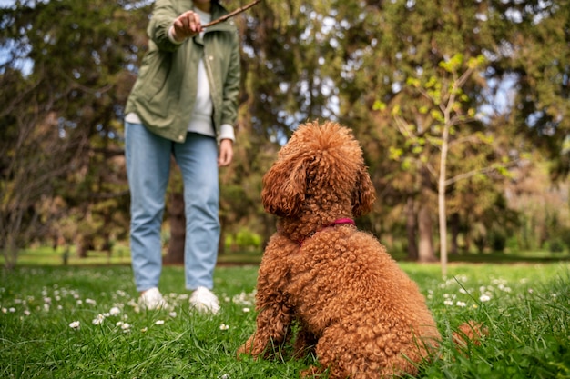 Entzückender Hund im Park in der Natur mit Besitzer