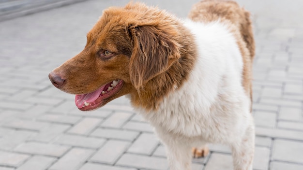 Entzückender Hund im Schutz draußen, der darauf wartet, adoptiert zu werden