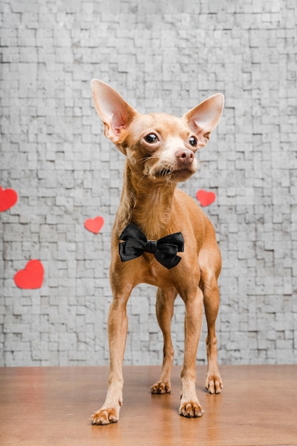 Entzückender kleiner Chihuahua-Hund, umgeben von Herzen