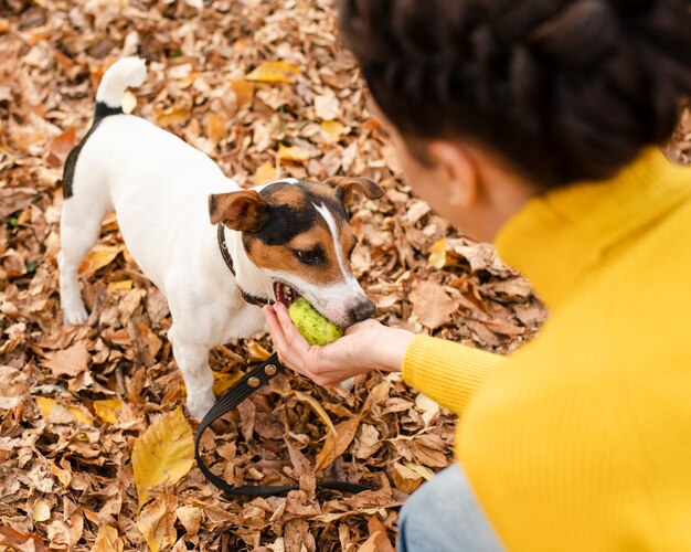 Entzückender kleiner Hund, der im Park spielt