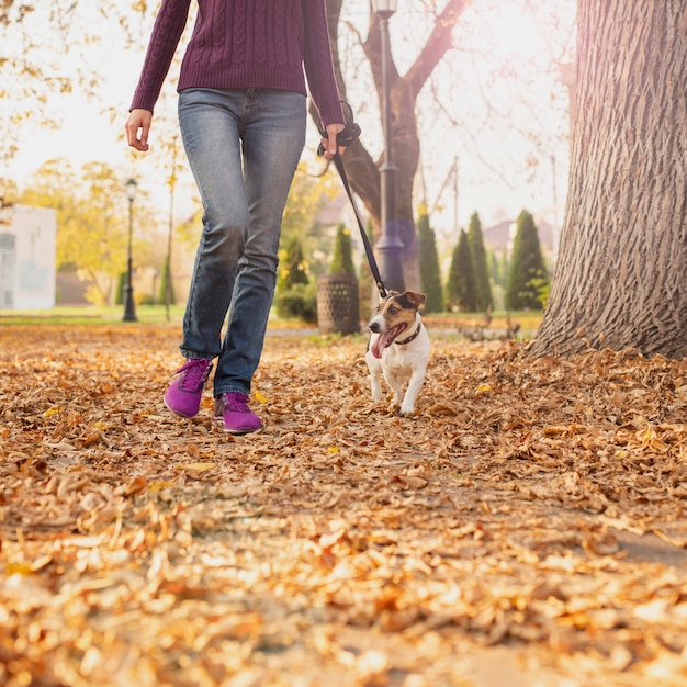 Entzückender kleiner Hund, der in den Park geht