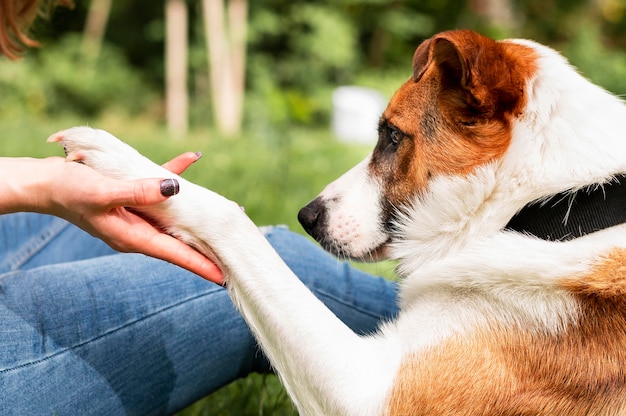 Entzückender kleiner Hund, der mit seinem Besitzer spielt