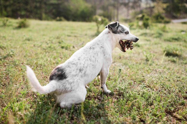 Entzückender kleiner Hund, der Spaziergang im Park genießt