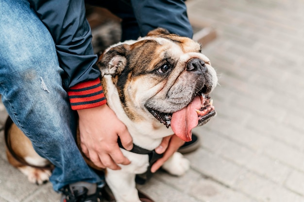 Entzückender kleiner Hund für einen Spaziergang