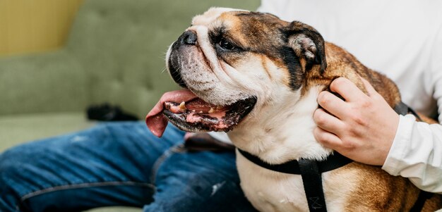 Entzückender kleiner Hund im Freien