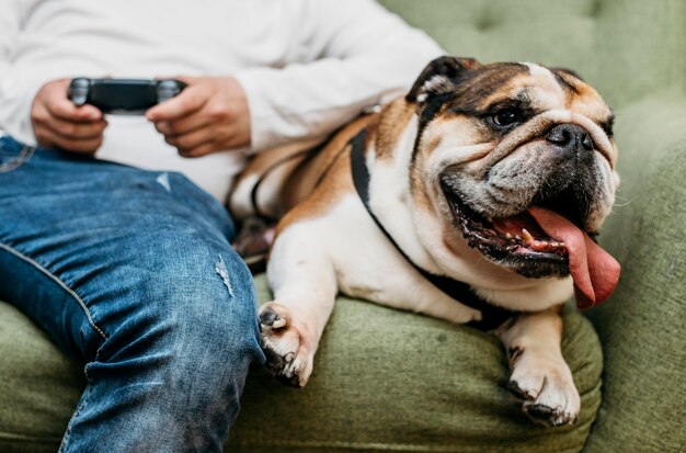 Entzückender kleiner Hund im Freien