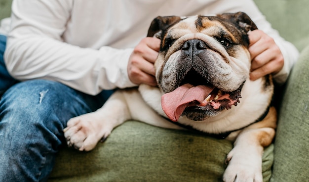 Entzückender kleiner Hund im Freien