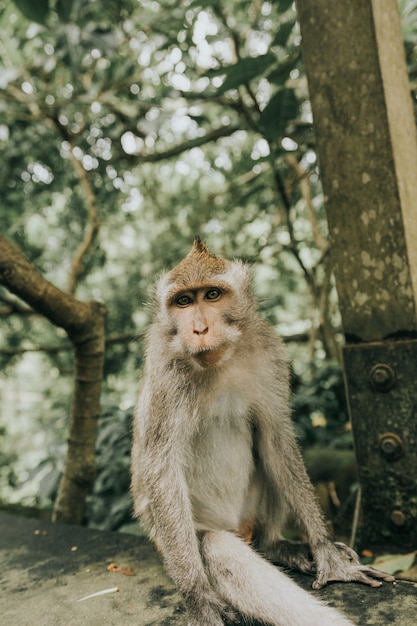 Entzückender pelziger Berberaffe, der auf einem Stein im Dschungel in Bali sitzt