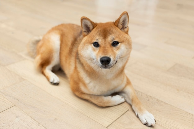 Kostenloses Foto entzückender shiba inu hund