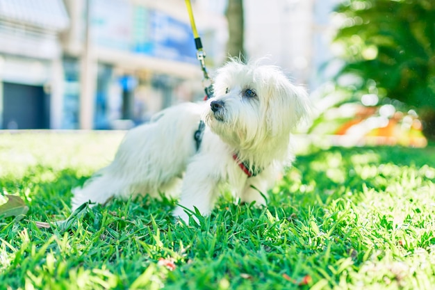 Entzückender weißer Hund im Park