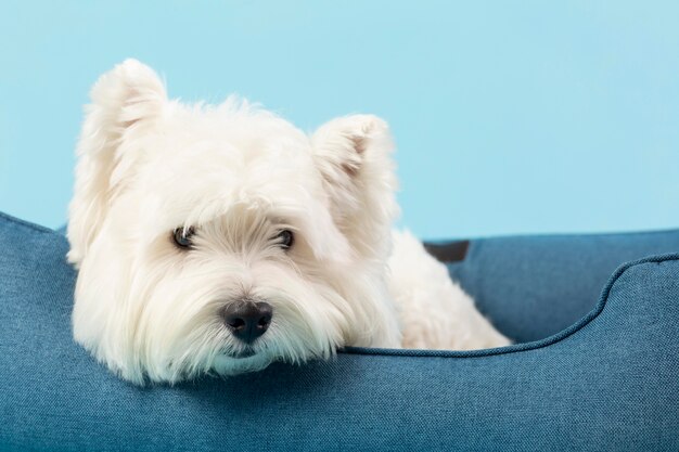 Entzückender weißer Hund isoliert auf Blau