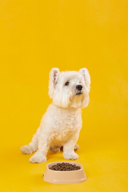 Entzückender weißer Hund isoliert auf Gelb